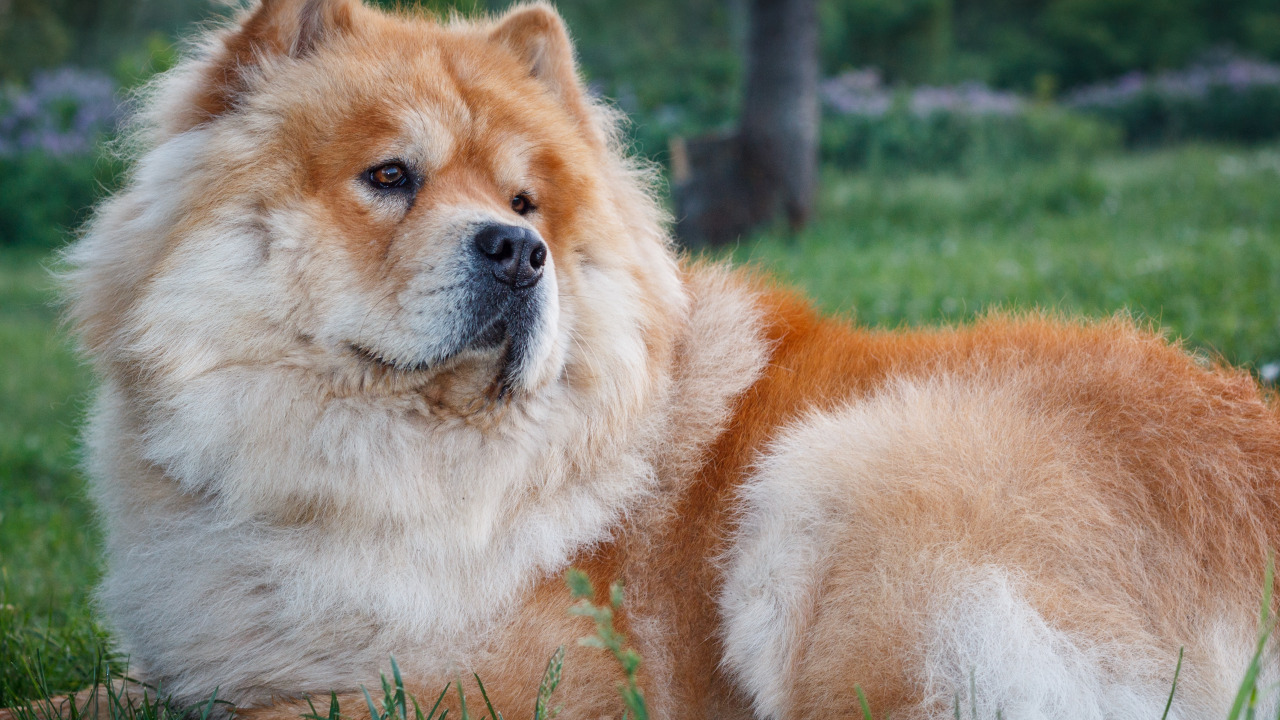 chow chow chinese lion