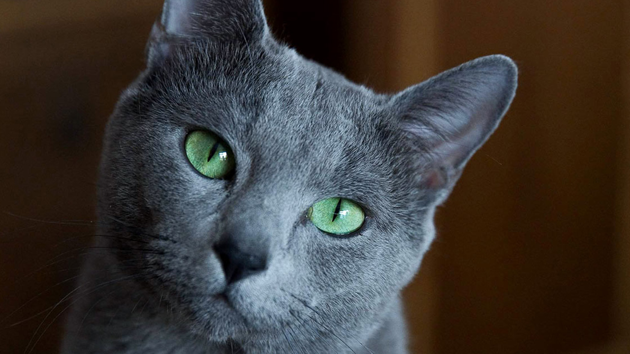blue russian cat close up