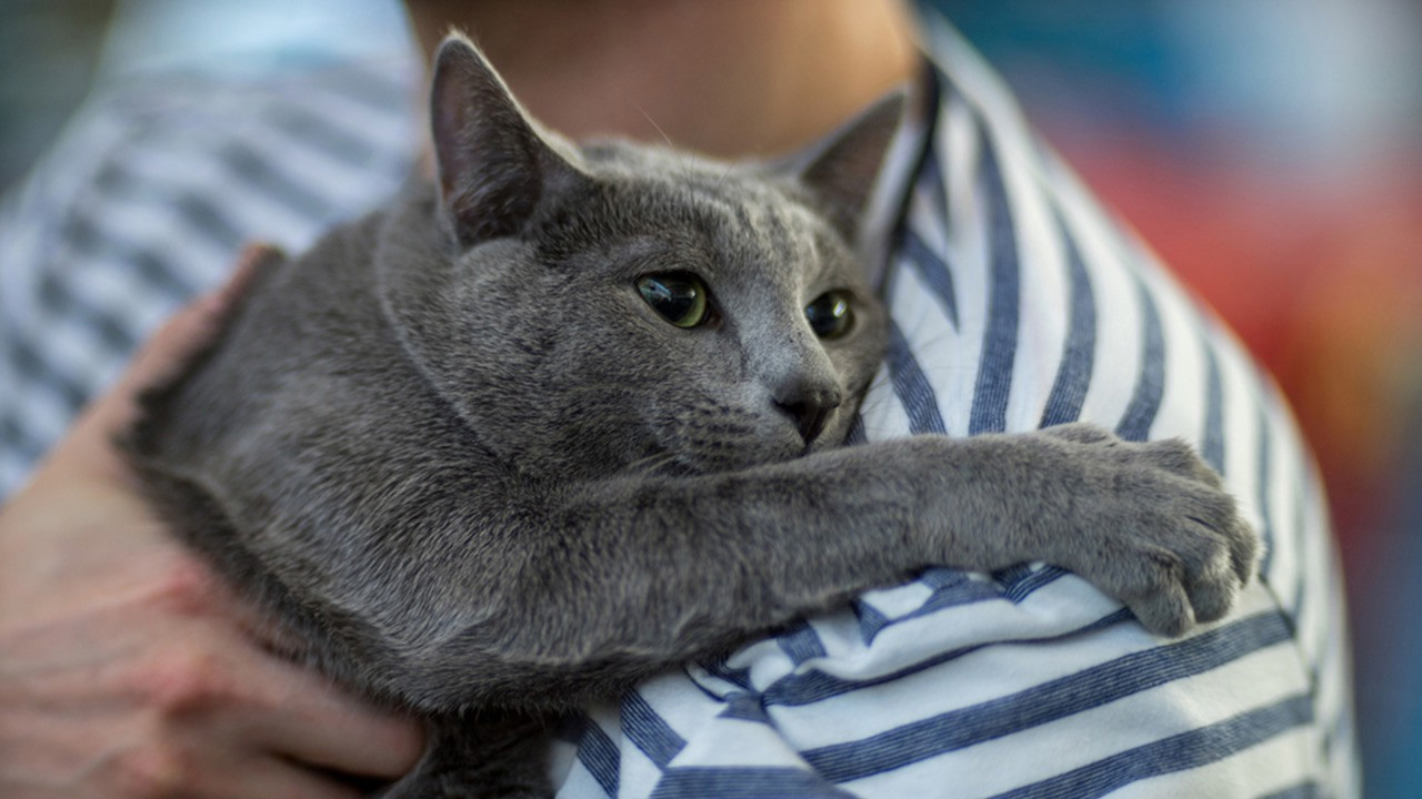 russian blue cat hugging