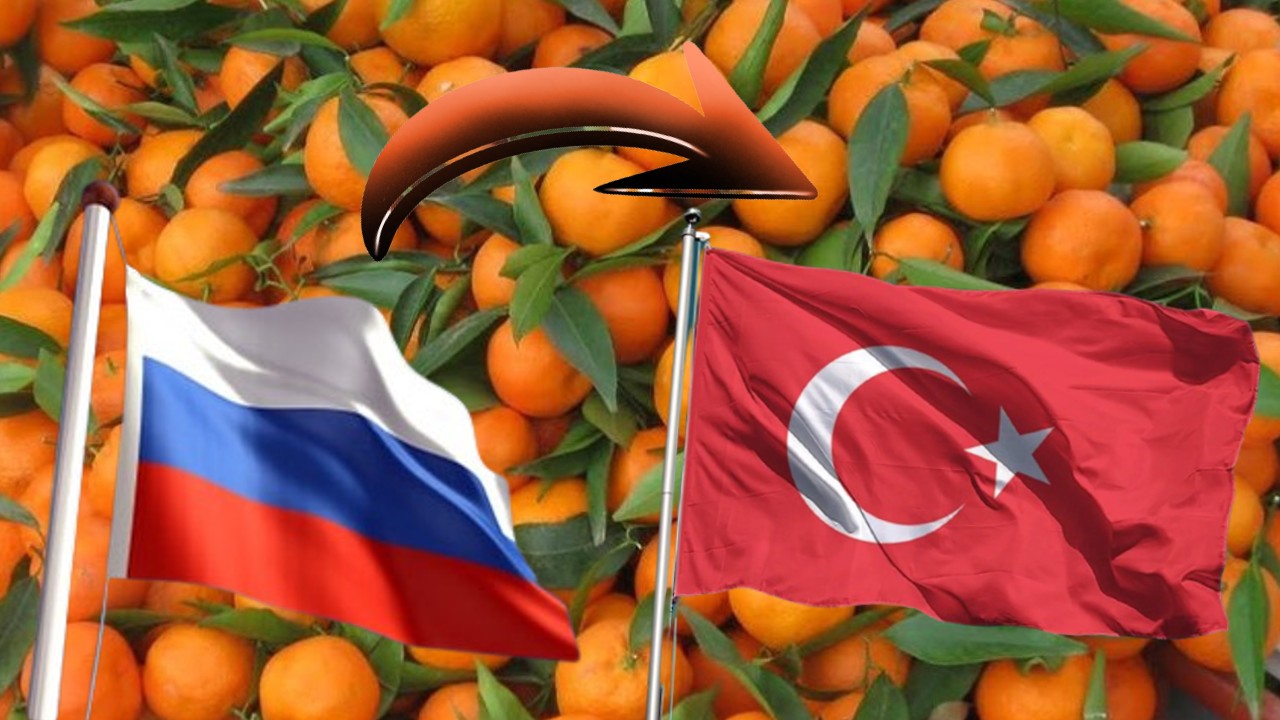 370 tons of tangerines returned from Russia