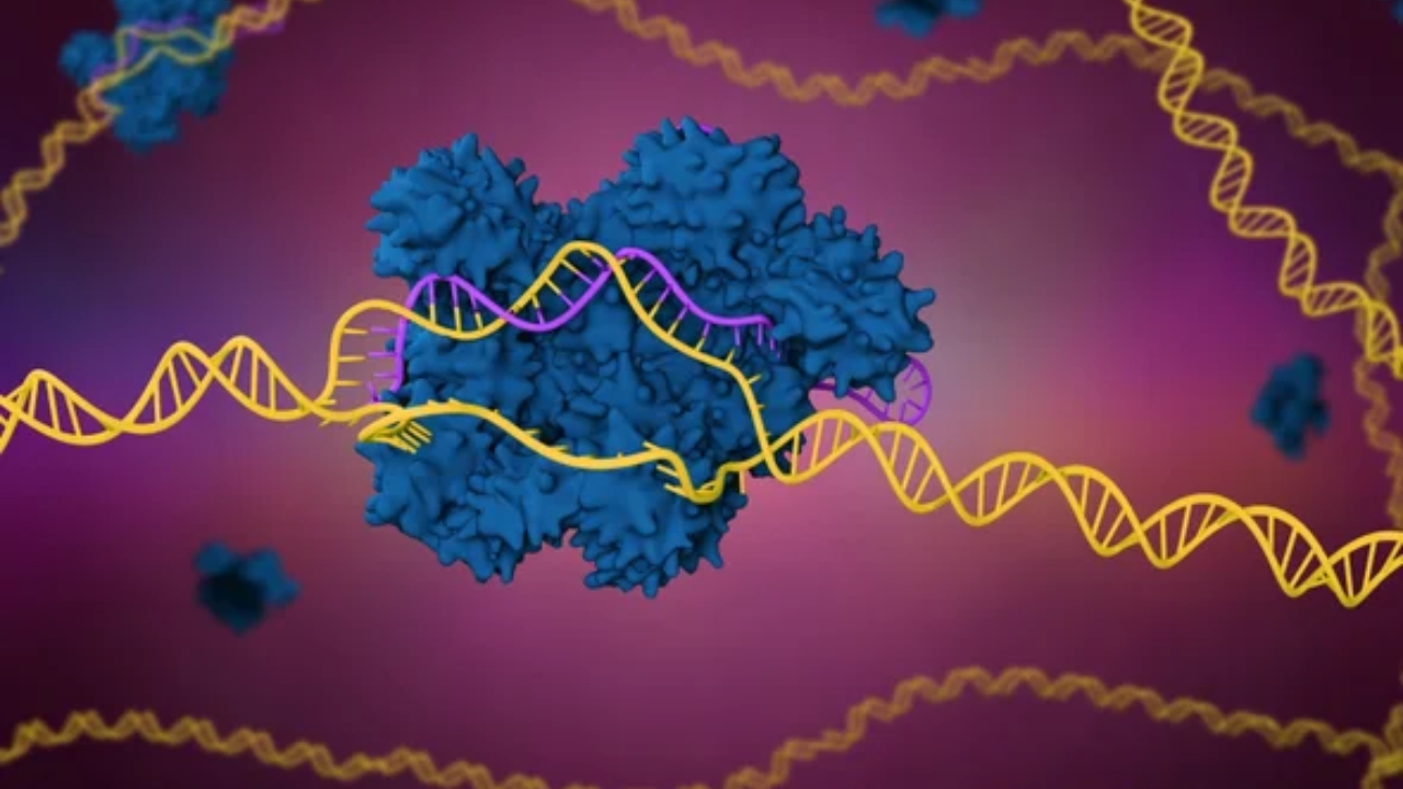 Kişiselleştirilmiş Kanser Tedavisinde Büyük Adım: CRISPR Tedavisi Klinik Testleri Başarıyla Geçti
