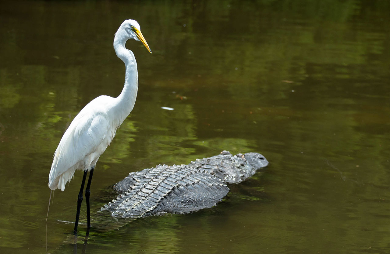 bird standing on crocodile