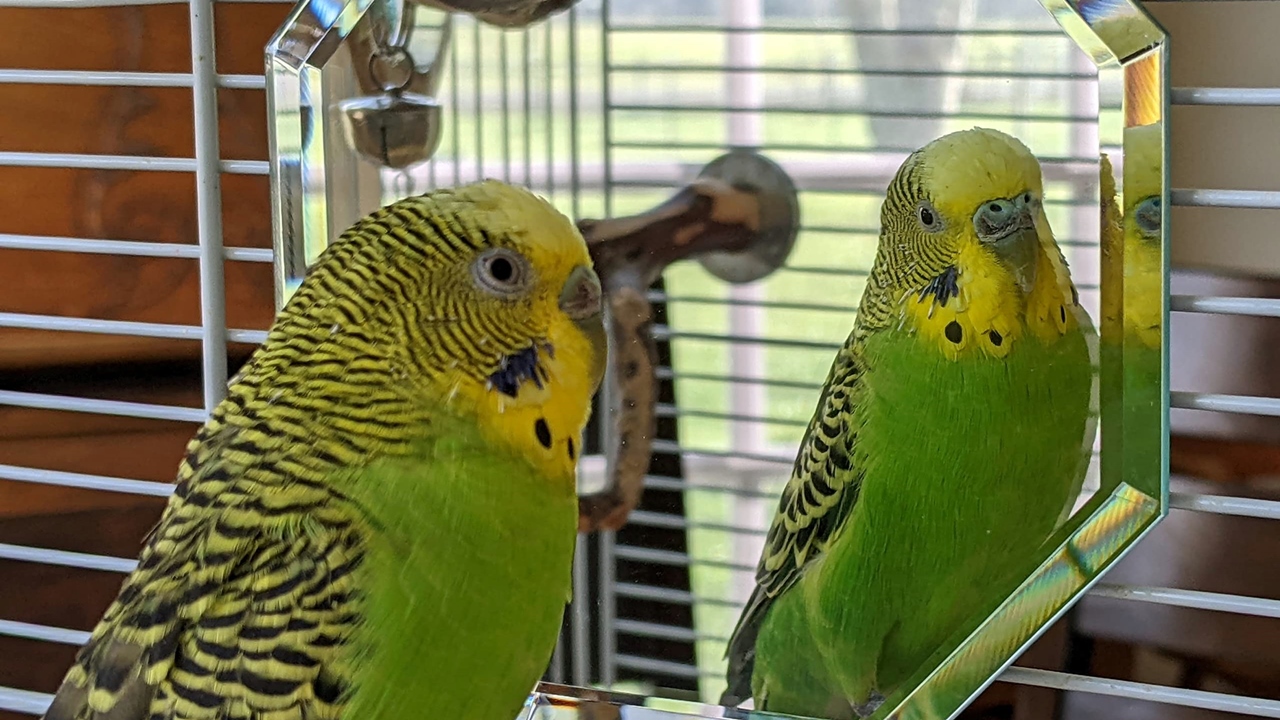bird mirror