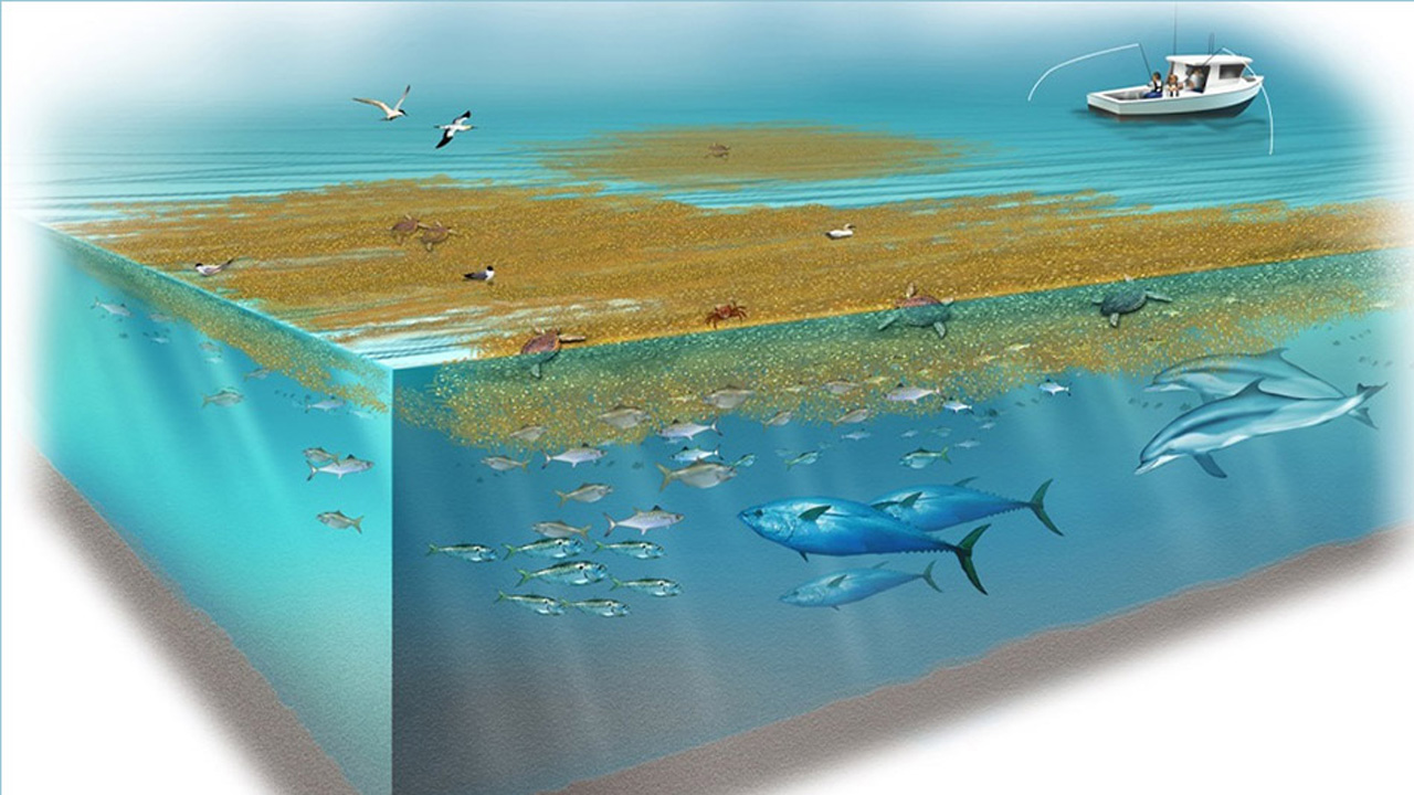 Sargasso Denizi ekoloji