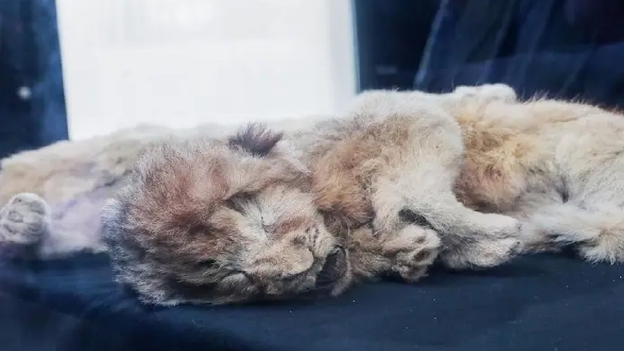 baby cave lions