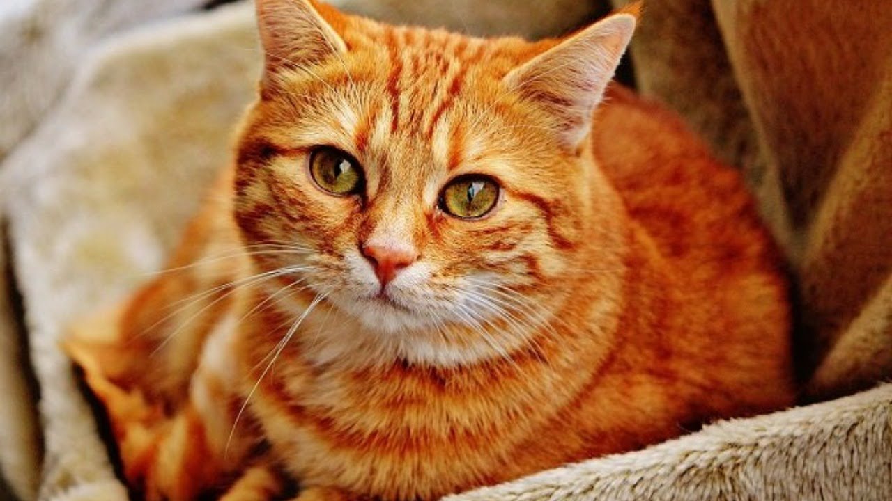Turuncu ve beyaz - turuncu kedi