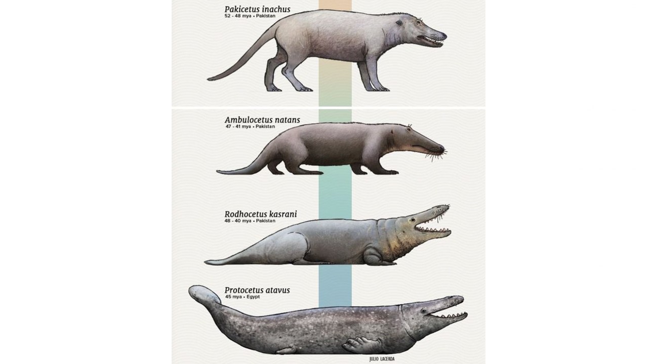 whale evolution