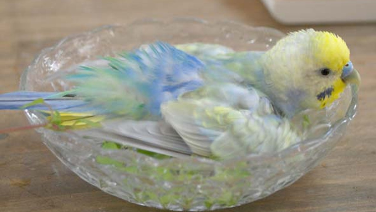 kuş banyo