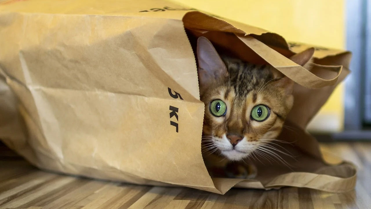bengal cat in the bag