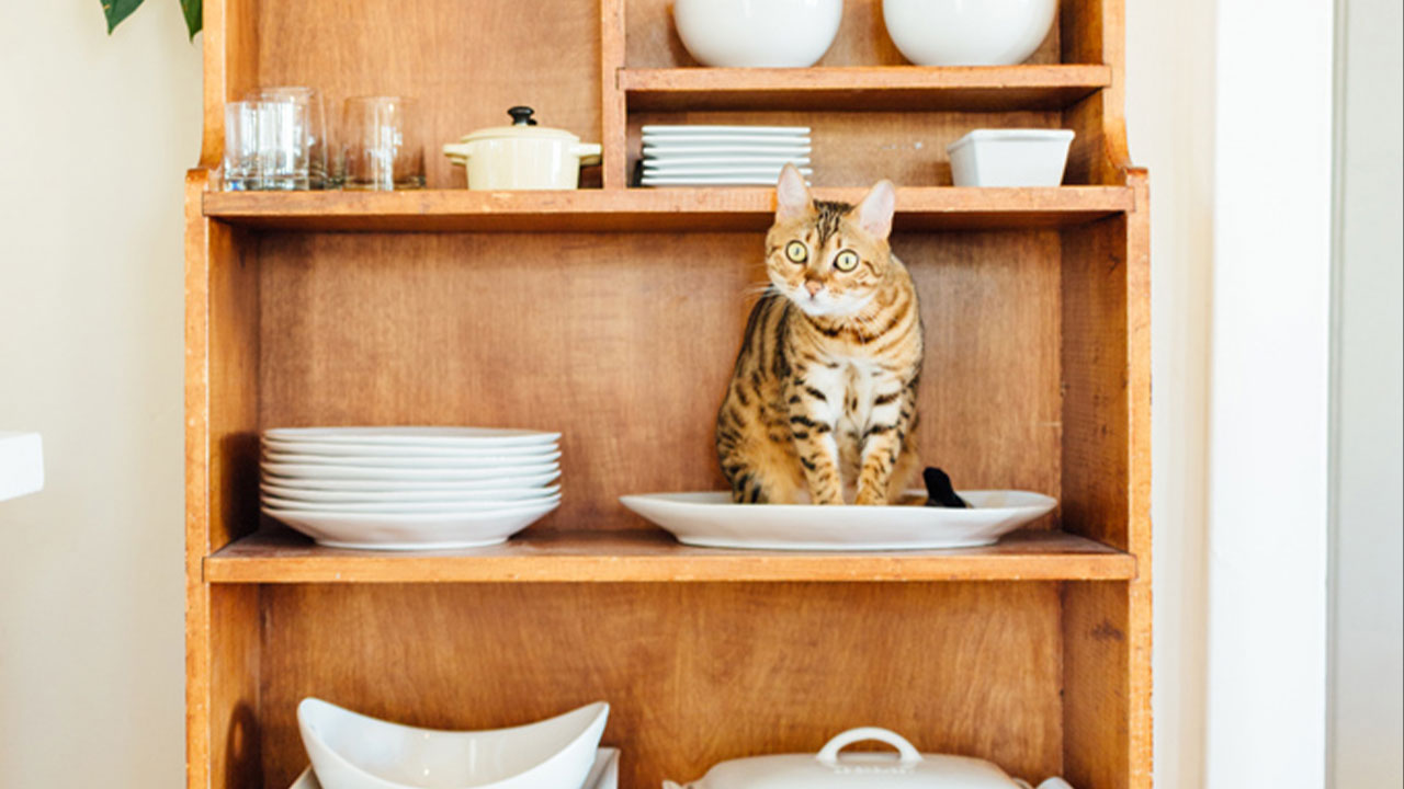bengal cat on the shelf