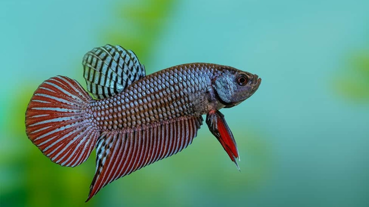 wild betta fish