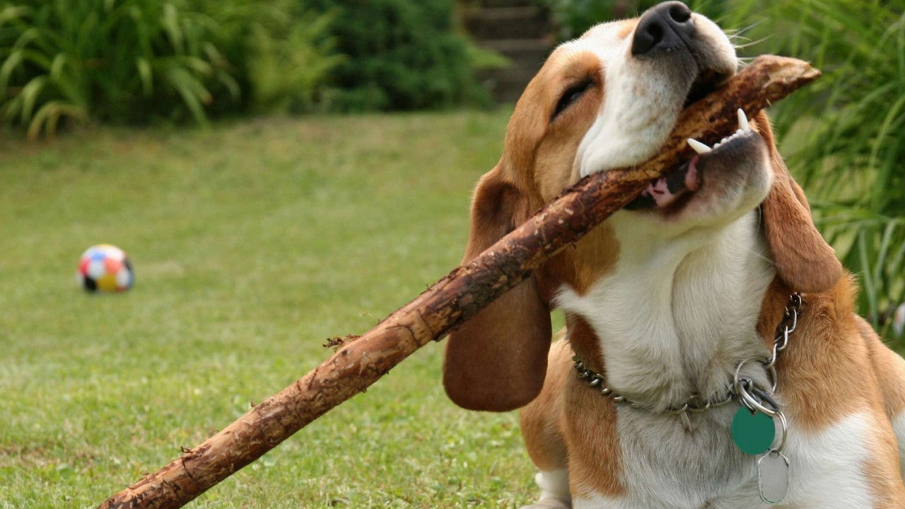 beagle biting a stick