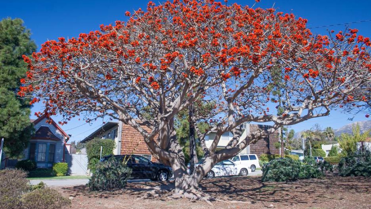 coral tree