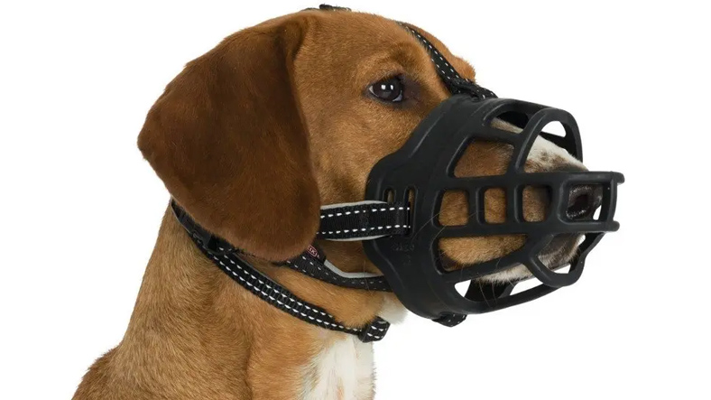 dog muzzle