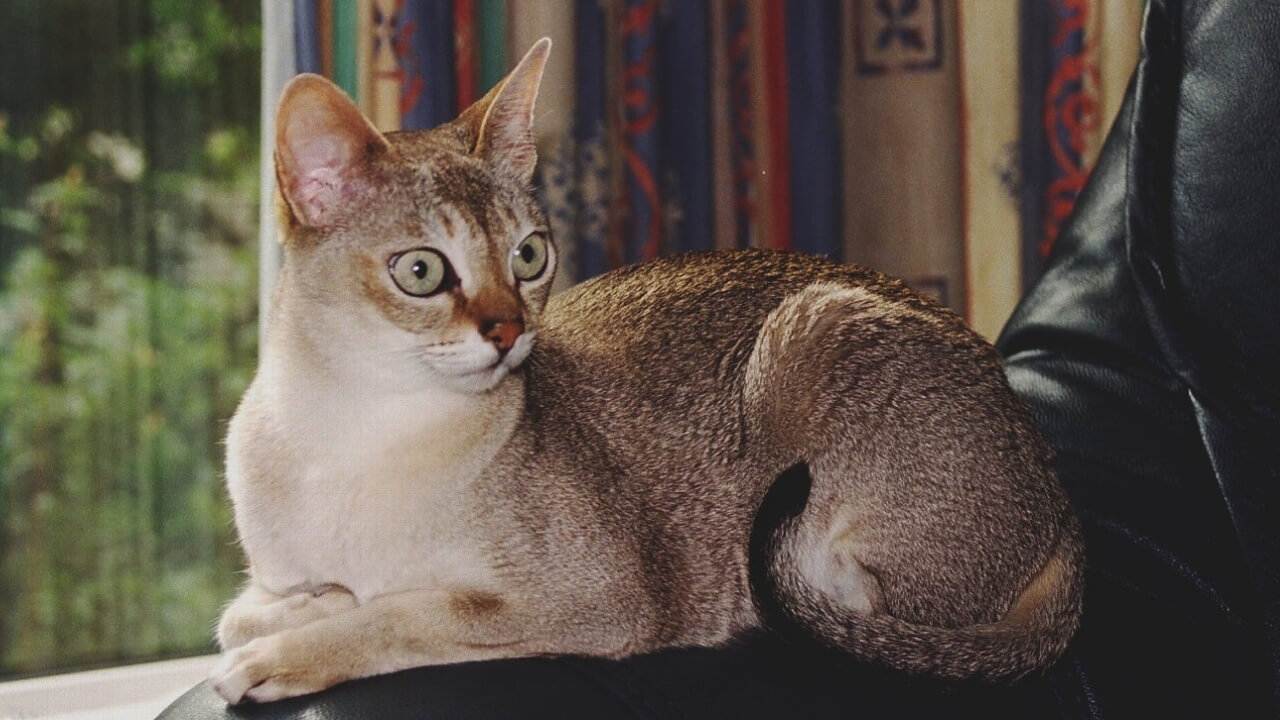 singapore cat