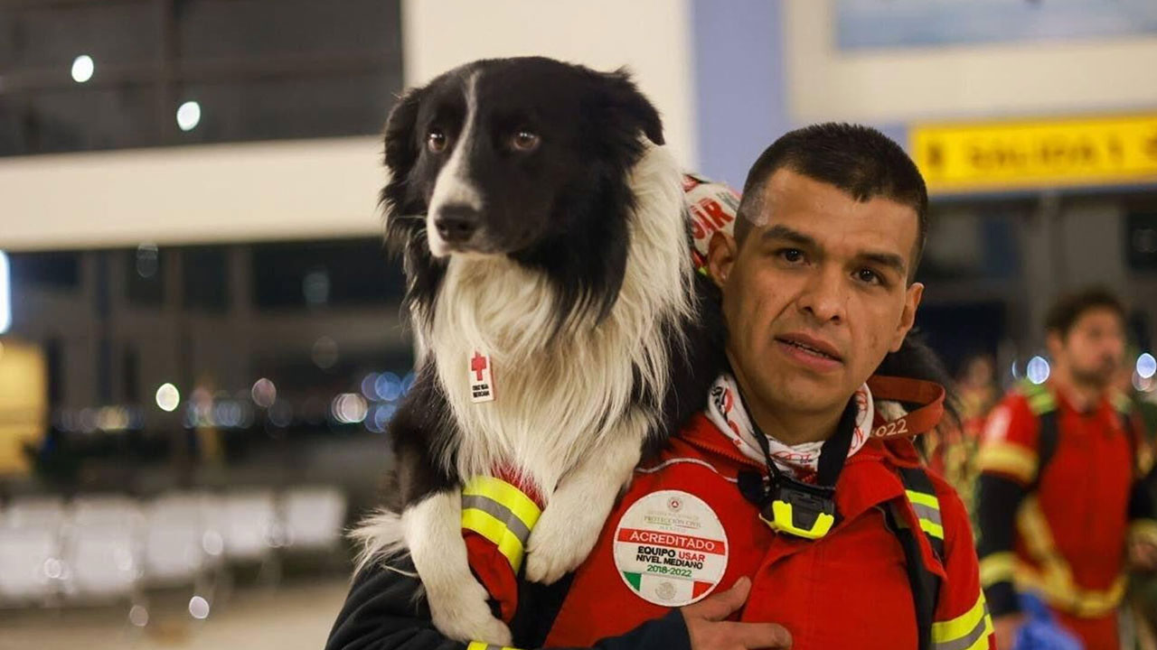 search and rescue dog