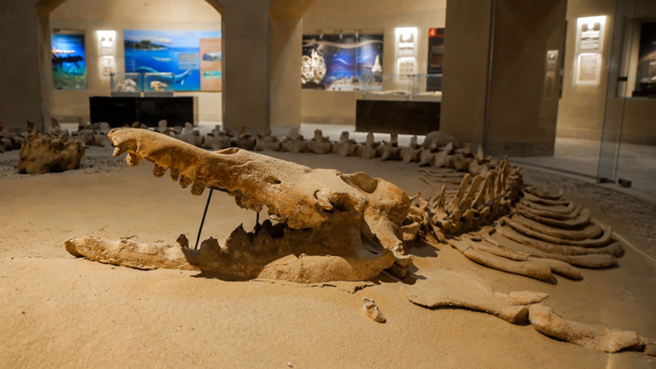 fossile de baleine