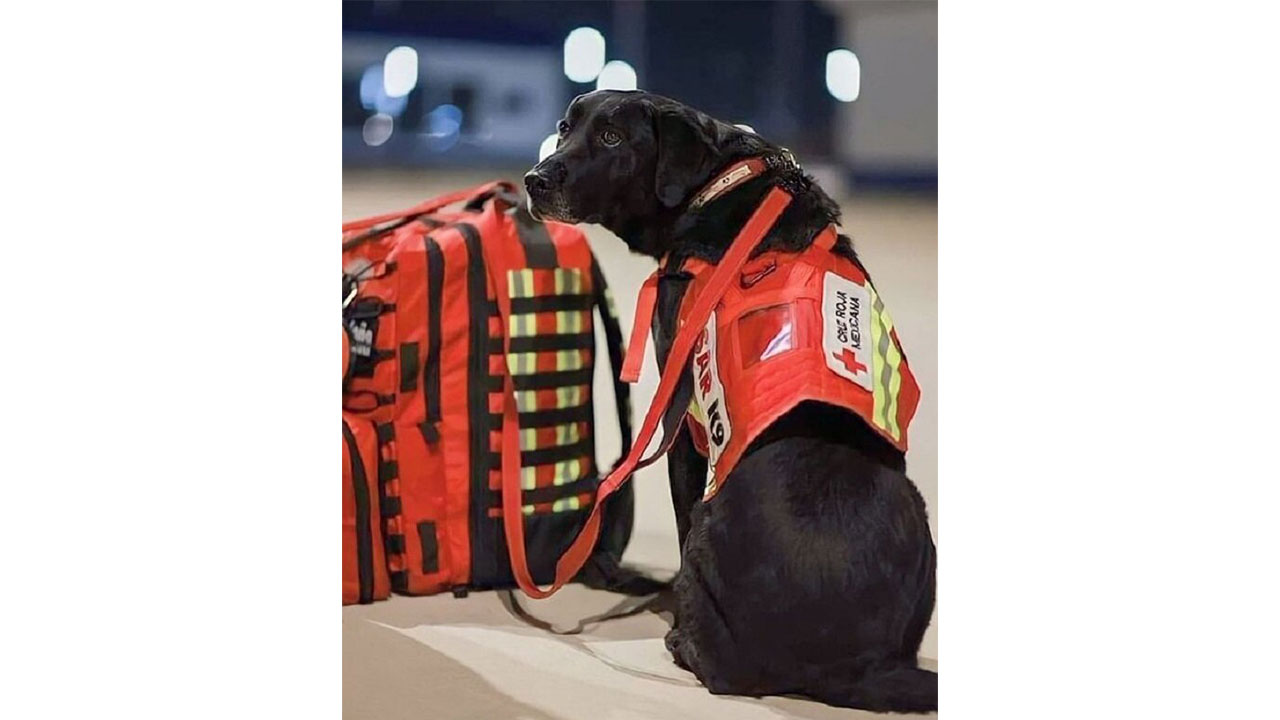 Mexican search and rescue dog