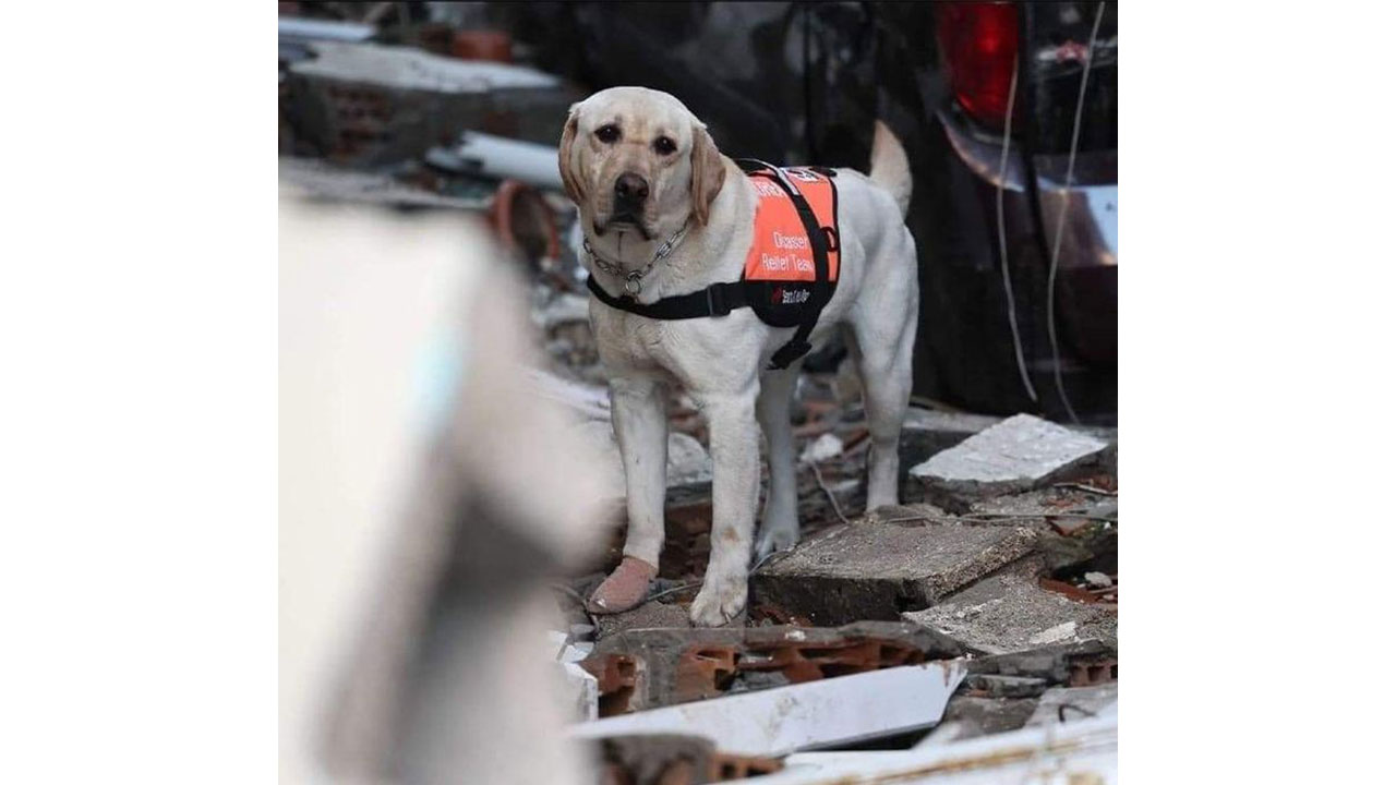 earthquake search and rescue dog