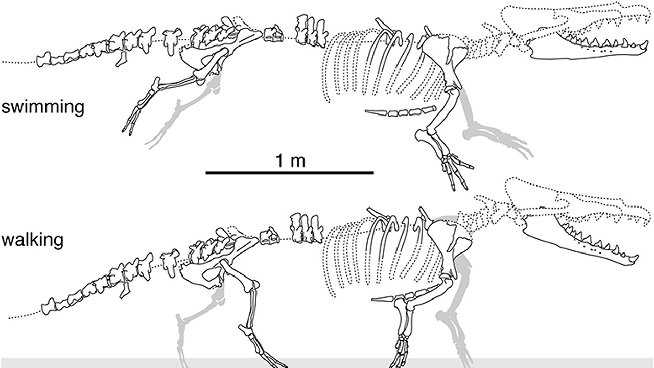 four-legged whale fossil