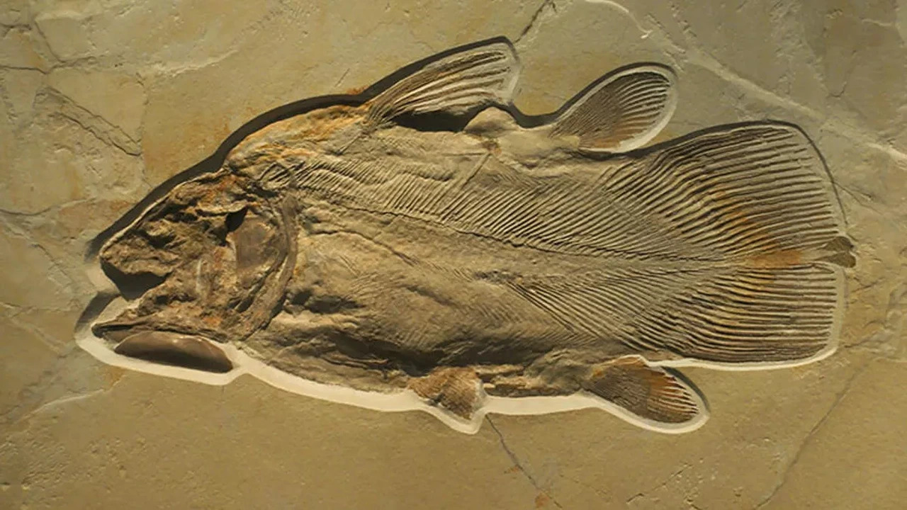fossile de poisson