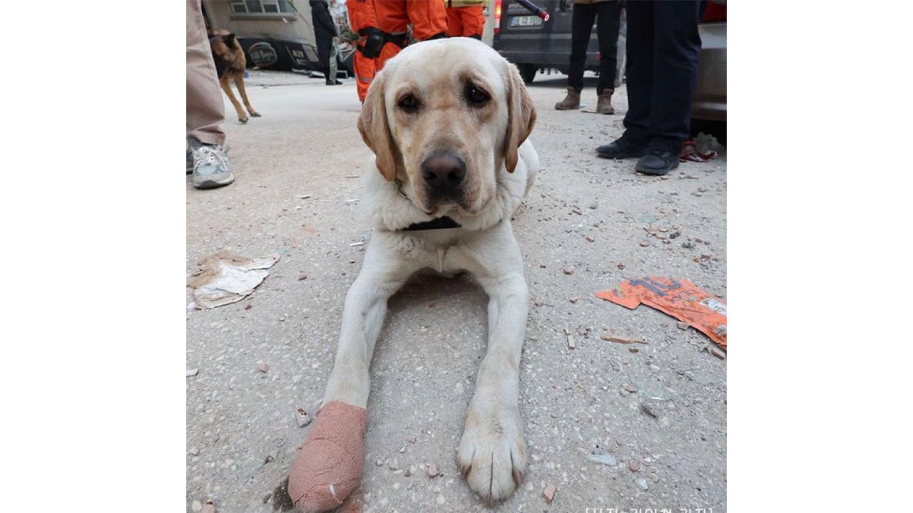 search and rescue dog earthquake