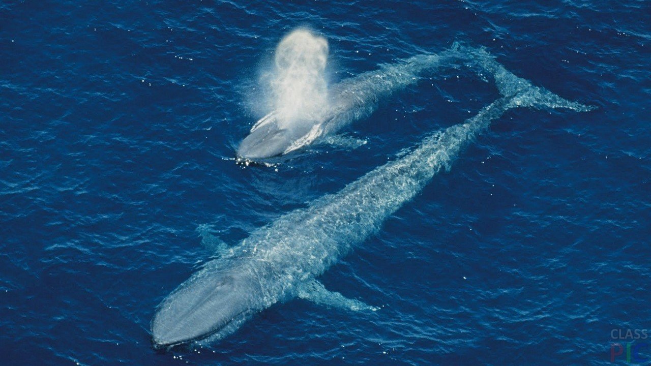 mavi balina