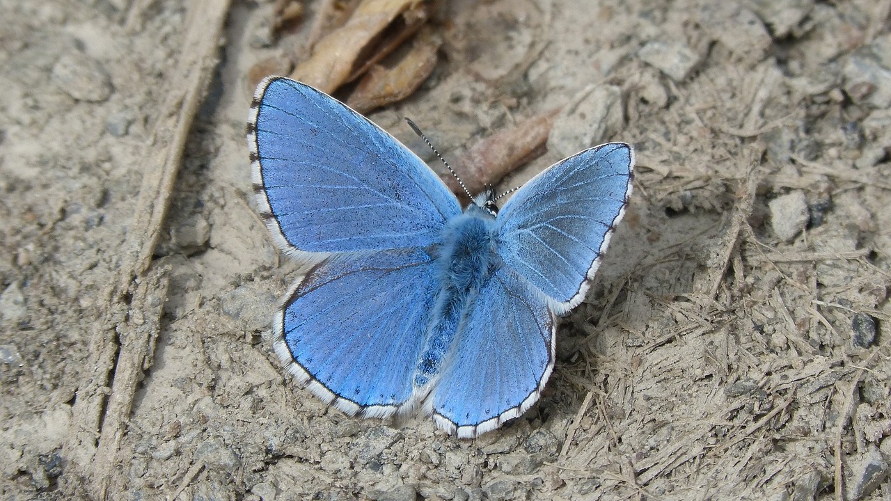 küçük mavi kelebek