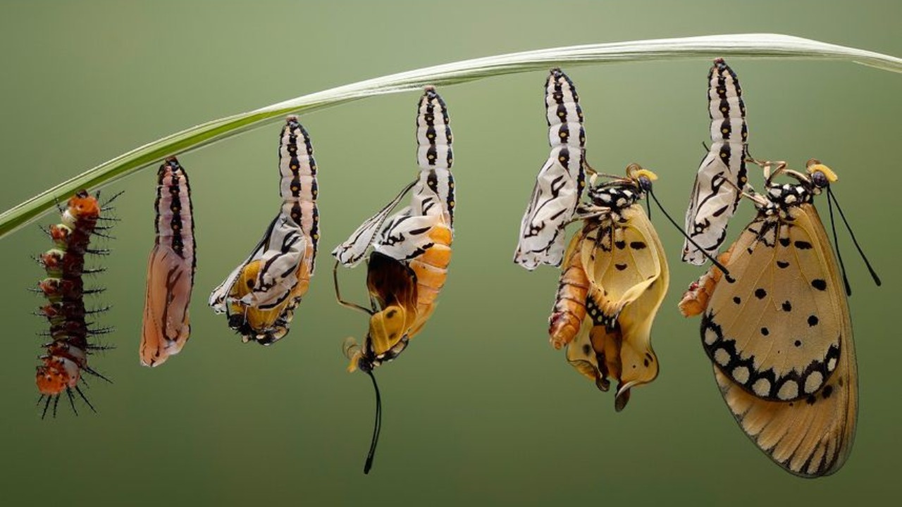 kelebeklerin yaşam döngüsü