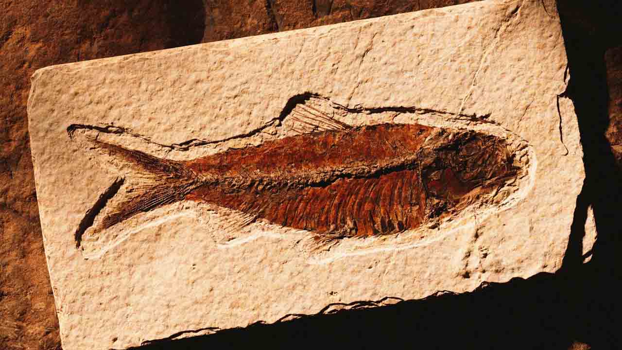 balık fosili
