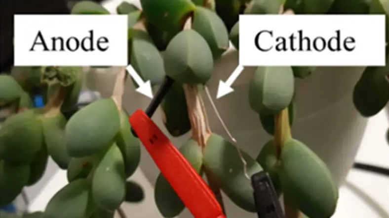 electricity generated from plants