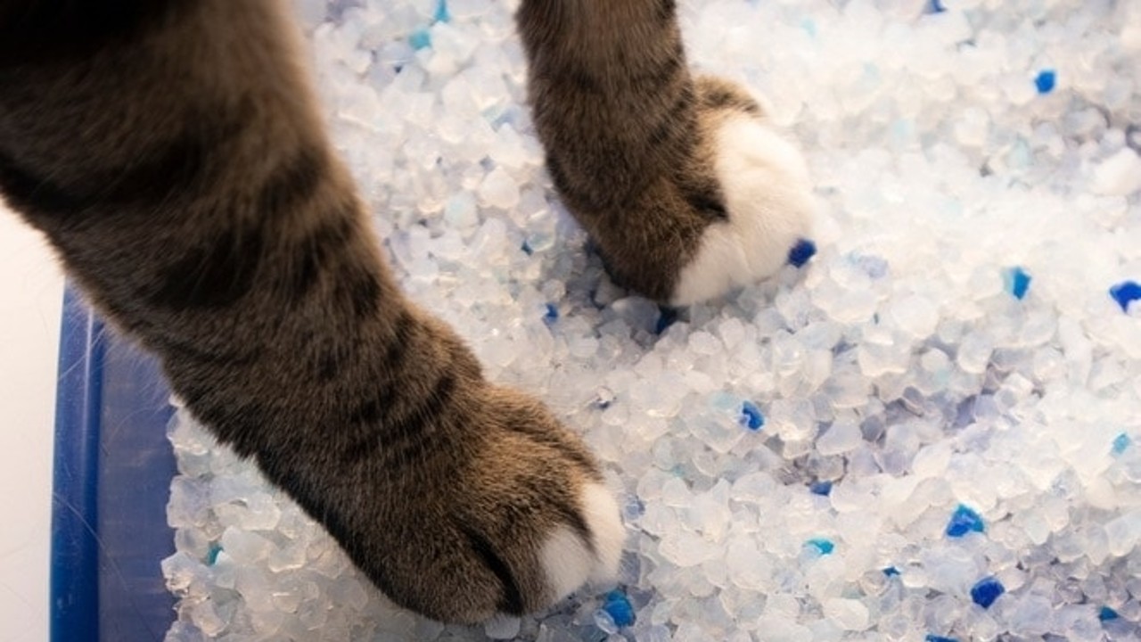 crystal cat litter