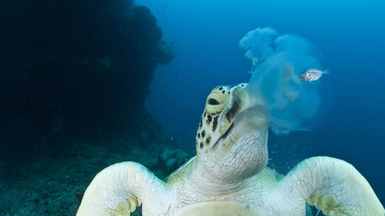 kaplumbağa deniz anası yerken