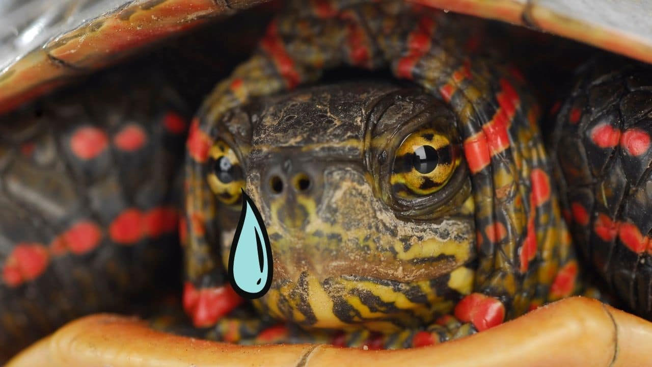 kaplumbağa ağlıyor