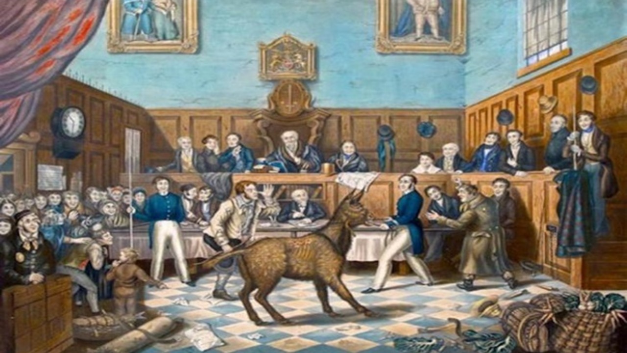 horse in animal courts