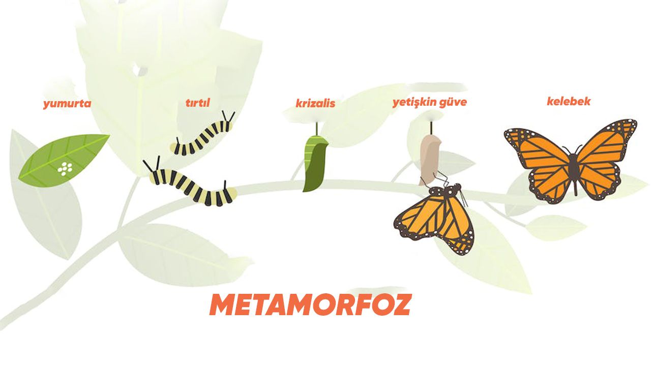 metamorfoz