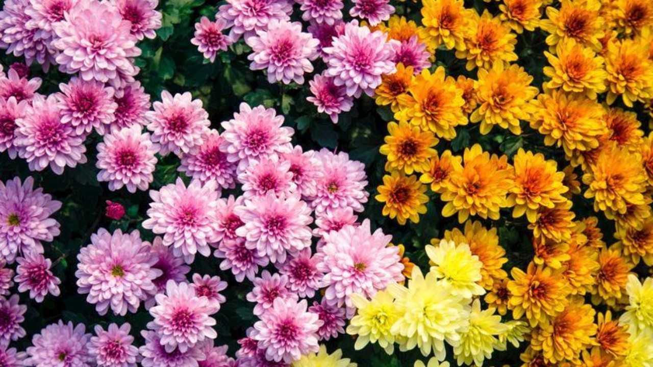 chrysanthemum