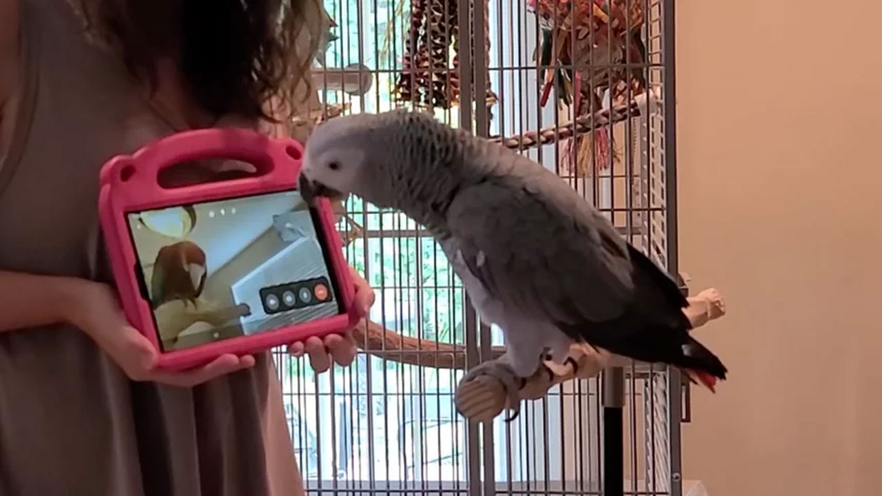 Papağanlar Üzerinde İlginç Araştırma: Başka Papağanlarla 'Görüntülü Görüşmek' Psikolojilerini Düzeltiyor