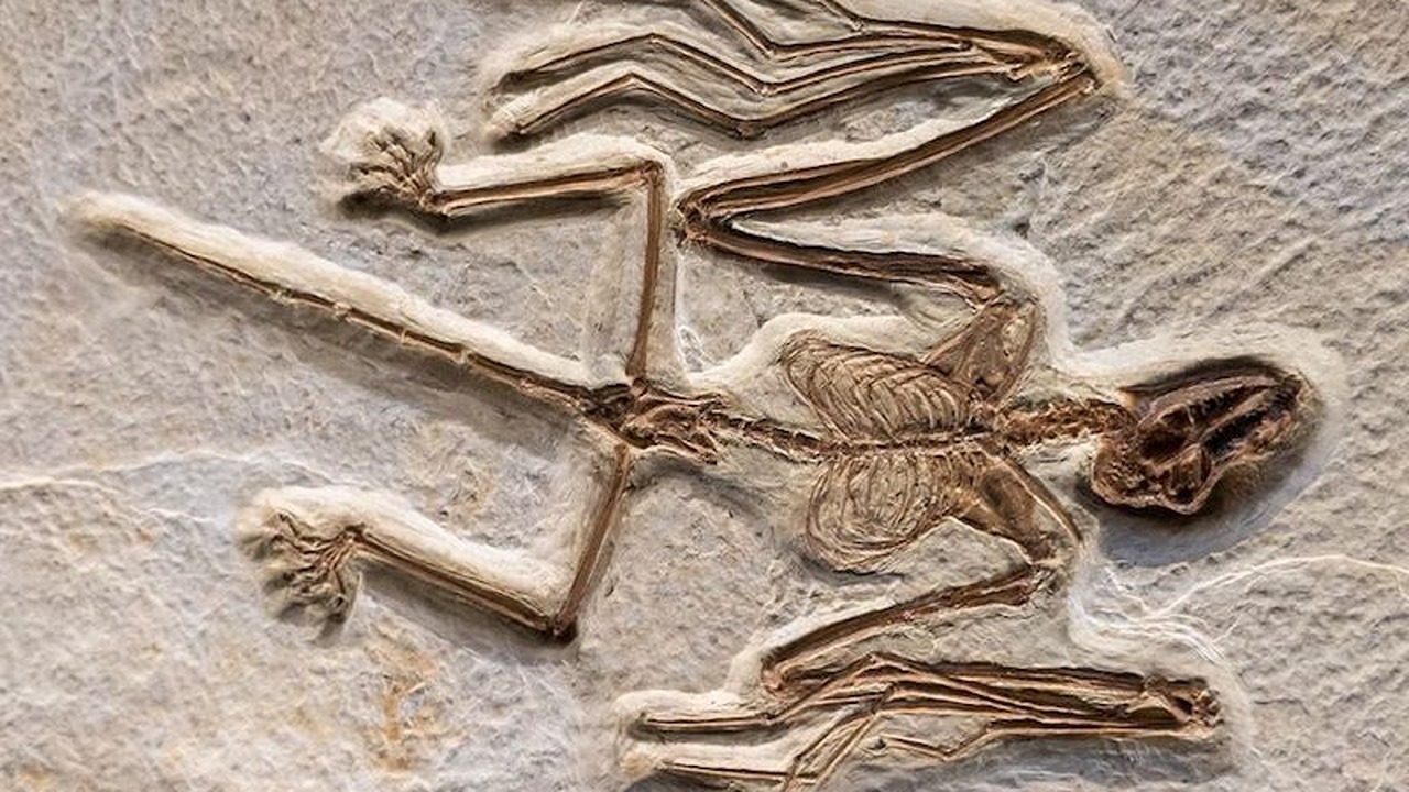 yarasa fosili