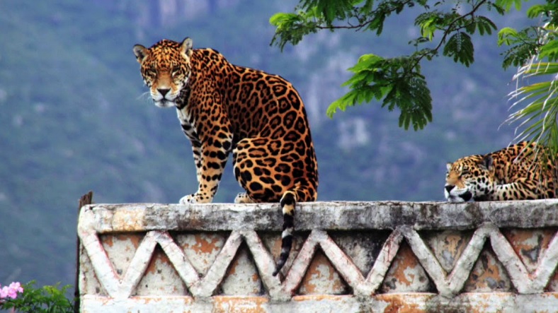 jaguar, mexico