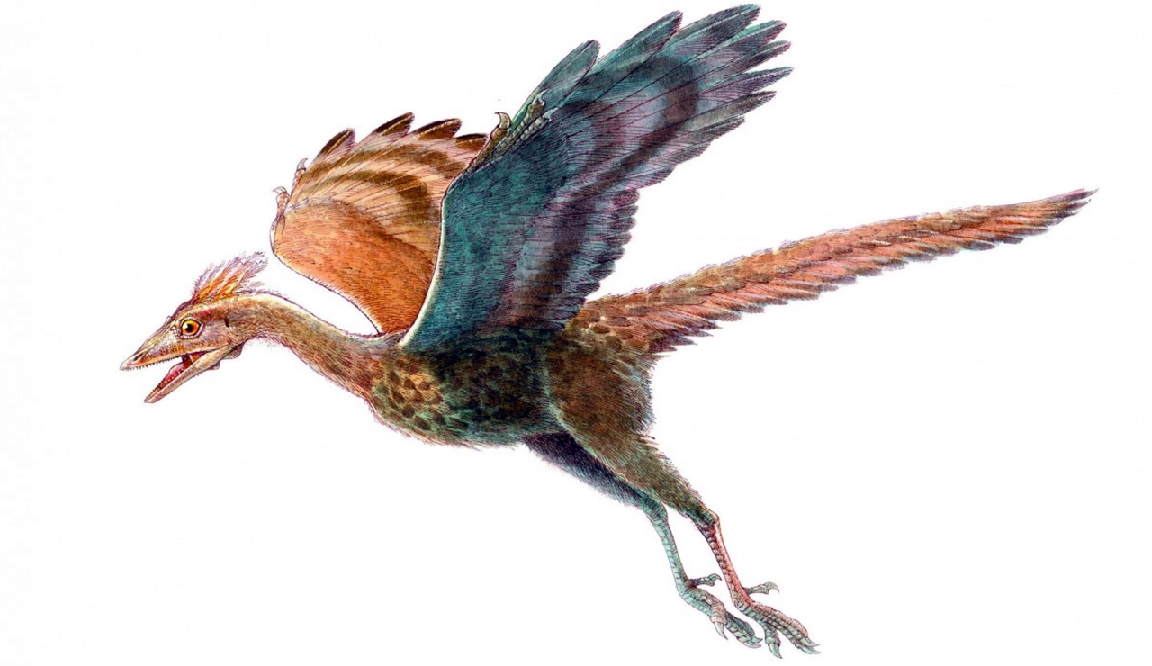 archeopteryx