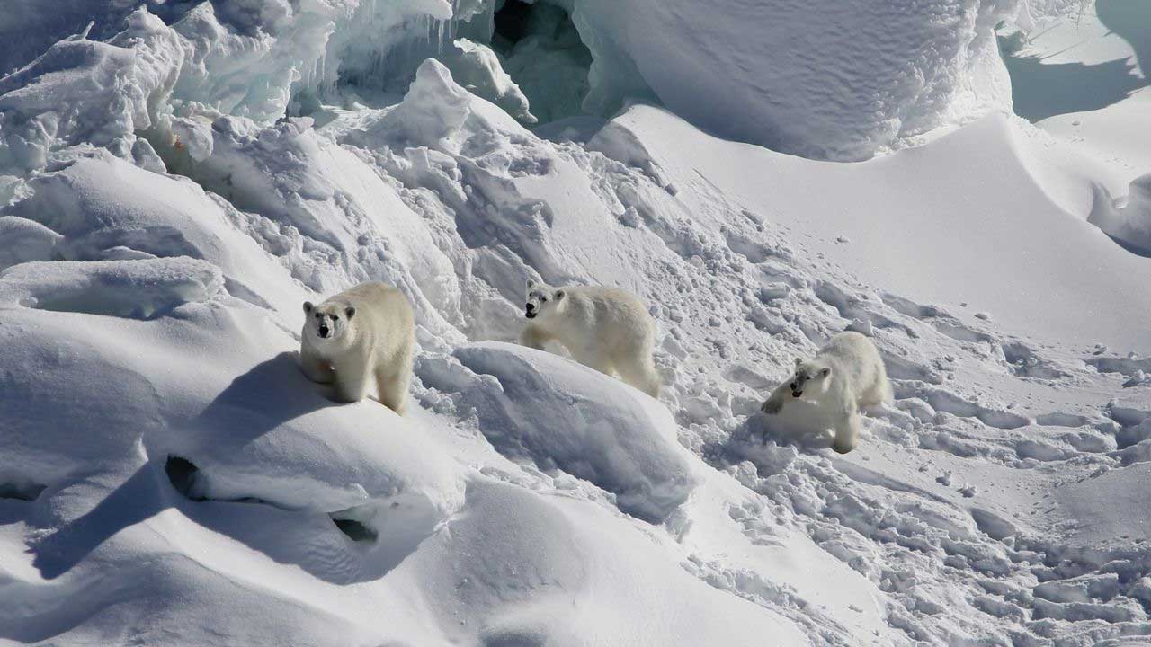 grönland kutup ayısı