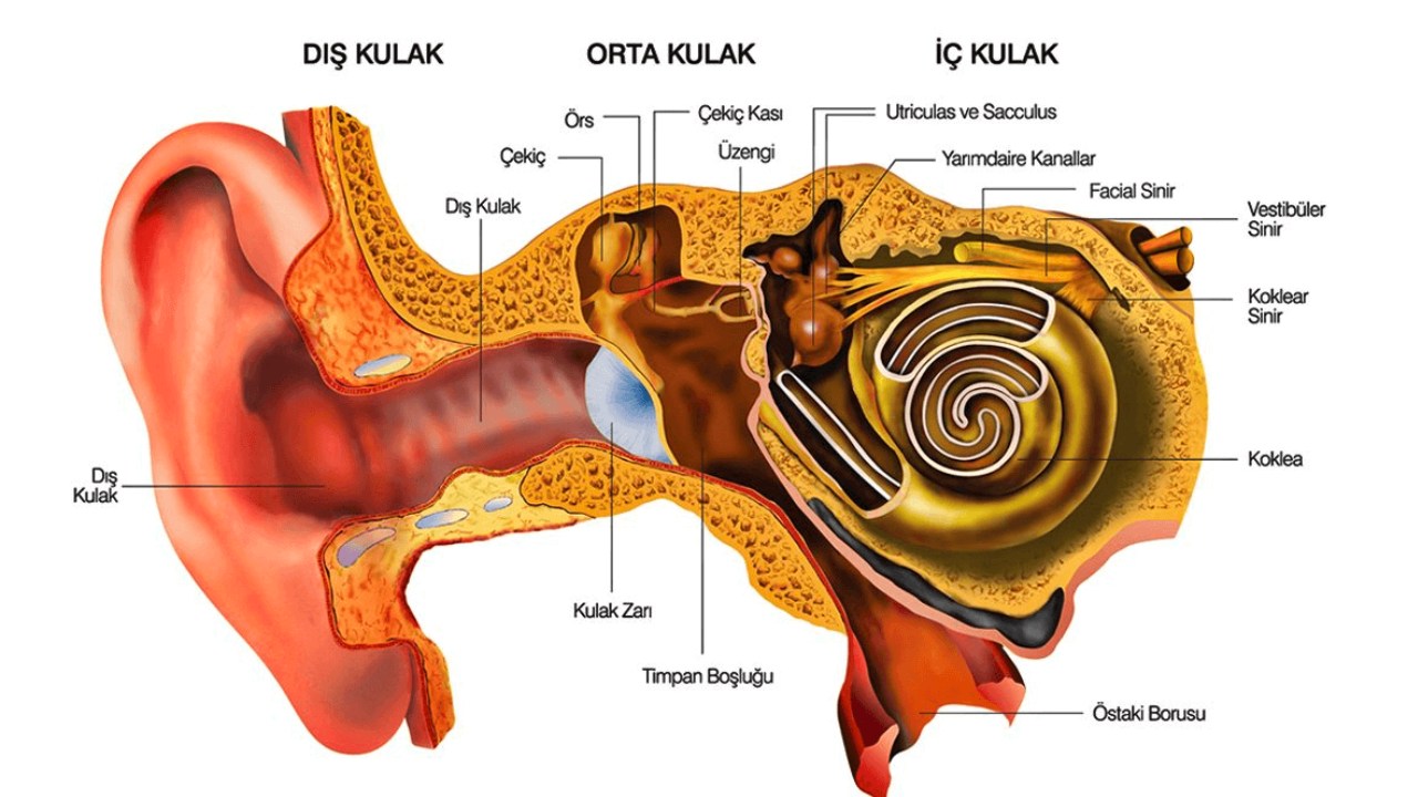 Kulak yapısı