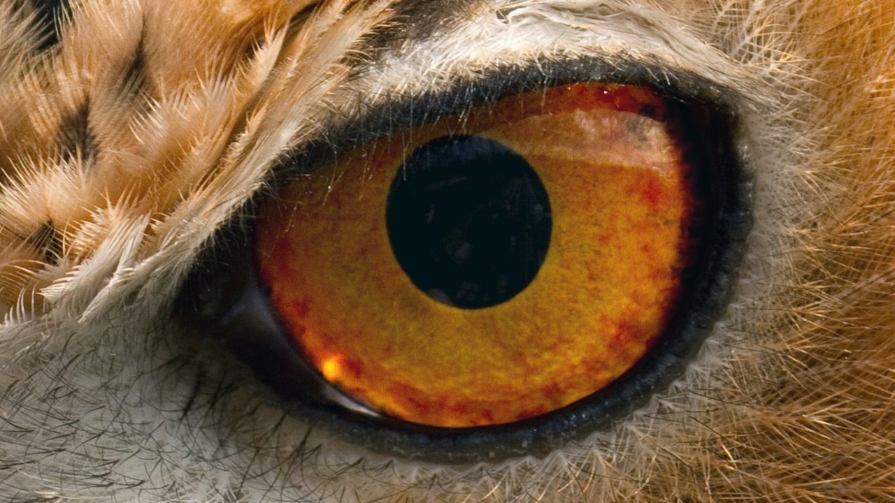 owl eye