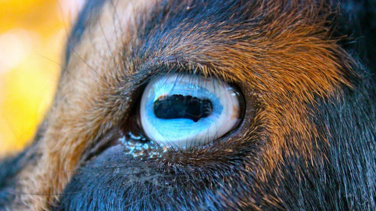 Какие глаза у зверей. Зрачки козла. Глаза козы. Зрачки животных. Прямоугольные зрачки у животных.