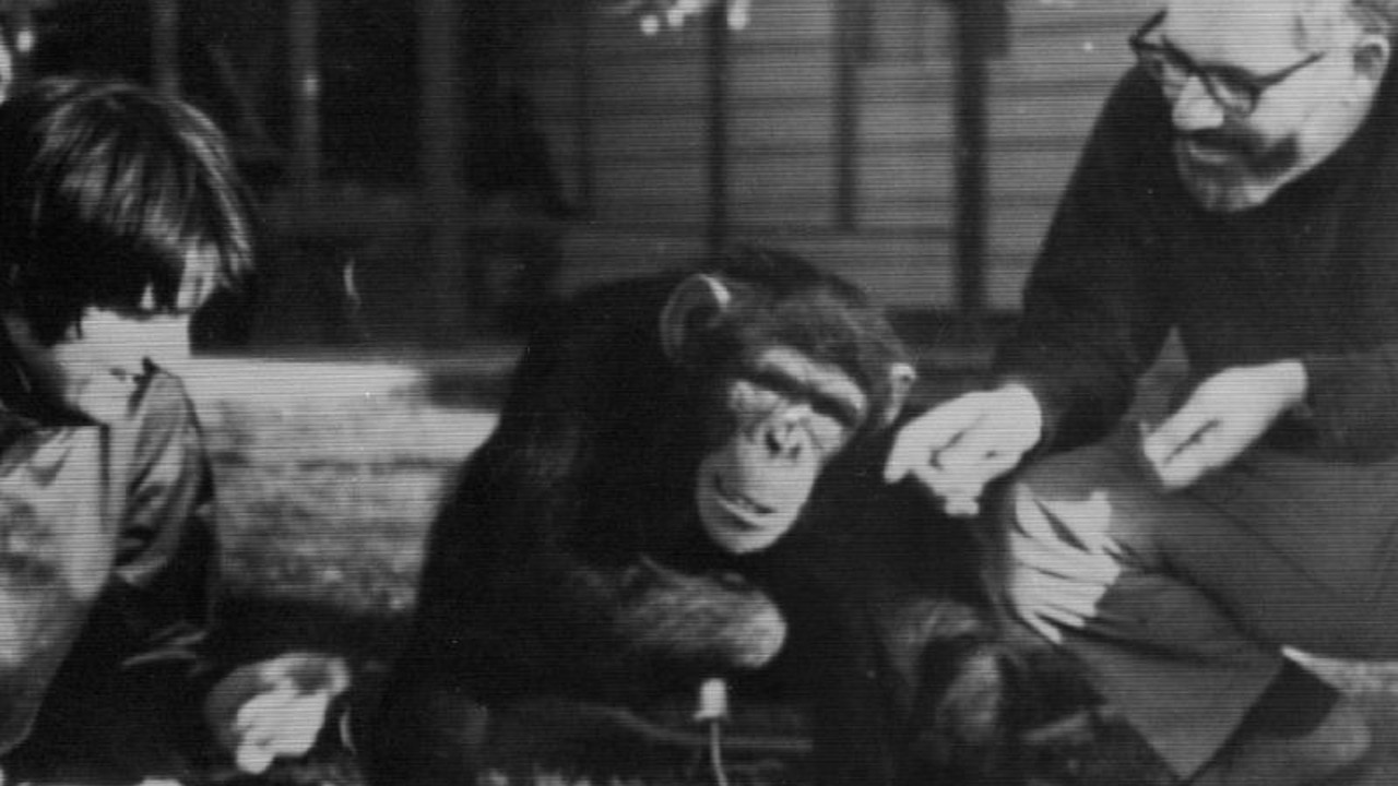 İşaret Dilini Öğrenen İlk Şempanzenin Sıra Dışı Hikâyesi: Başka Hayvanlara da Öğretmiş!