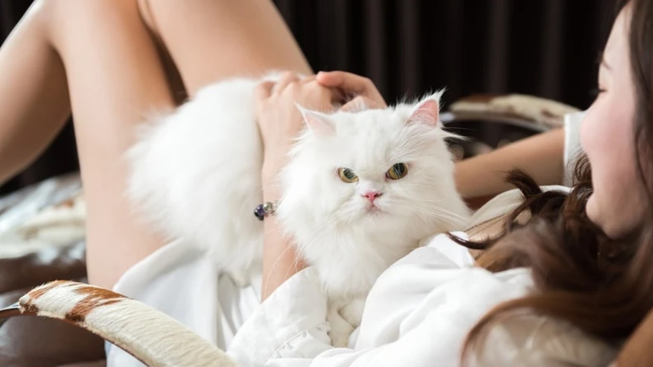 Persian cat on lap