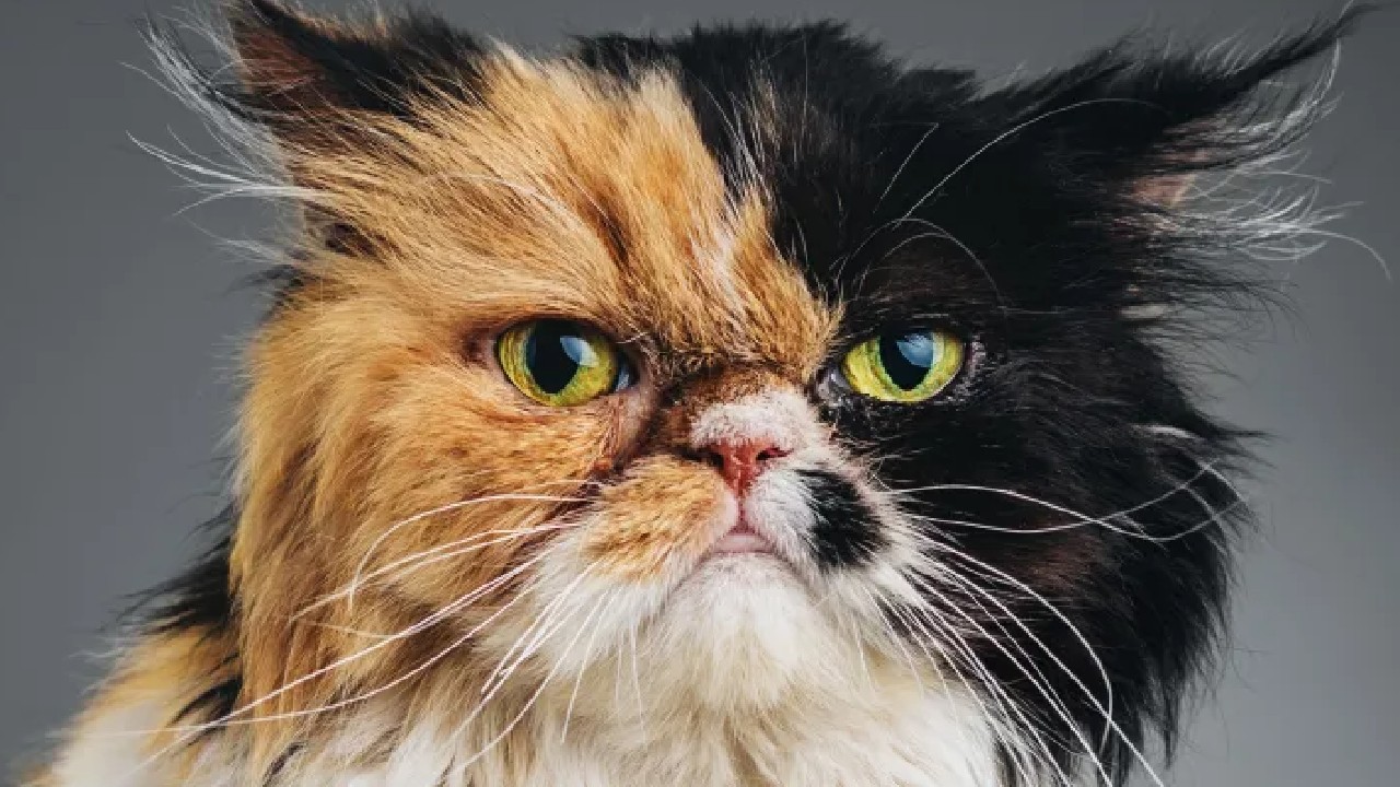 close-up persian cat