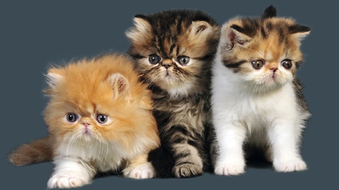 various Persian cats