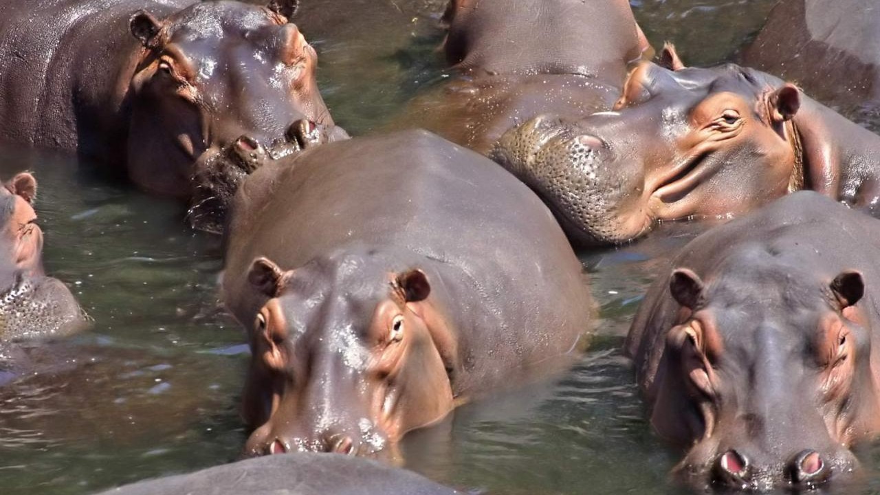 hippos standing in the lake